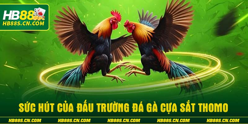 Sức hút của đấu trường đá gà cựa sắt Thomo
